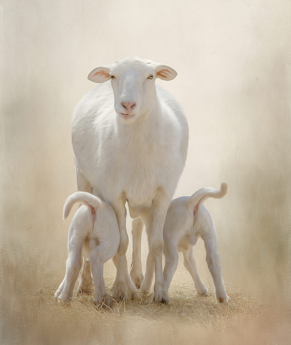 Penny Sesher