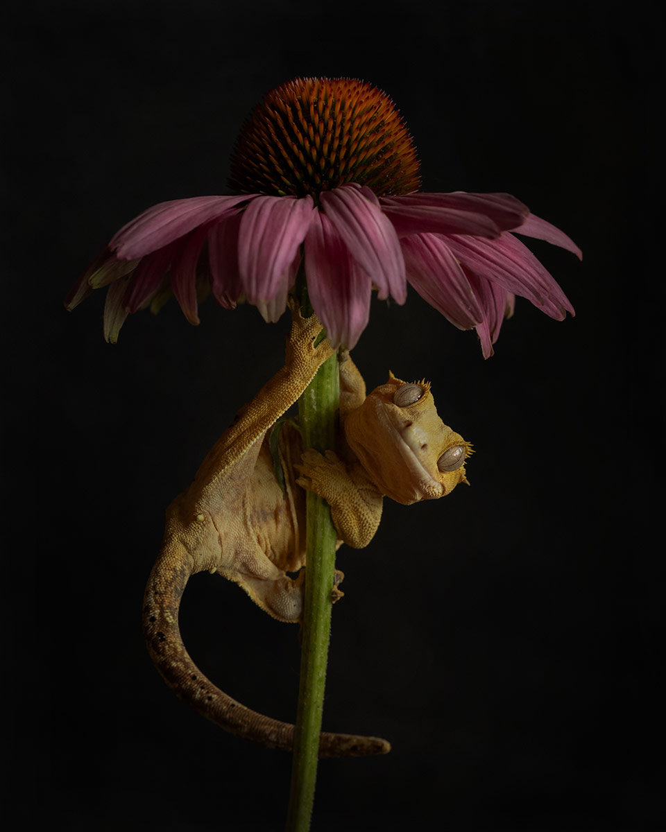 Christa van Gend